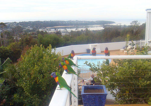 Kingfisher Motel (Adults Only) Merimbula Zewnętrze zdjęcie